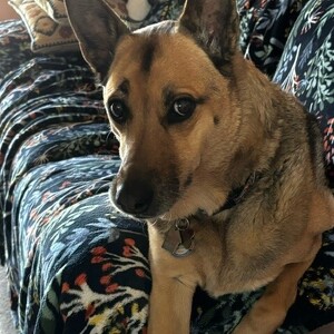 Fundraising Page: Gayle Horowitz